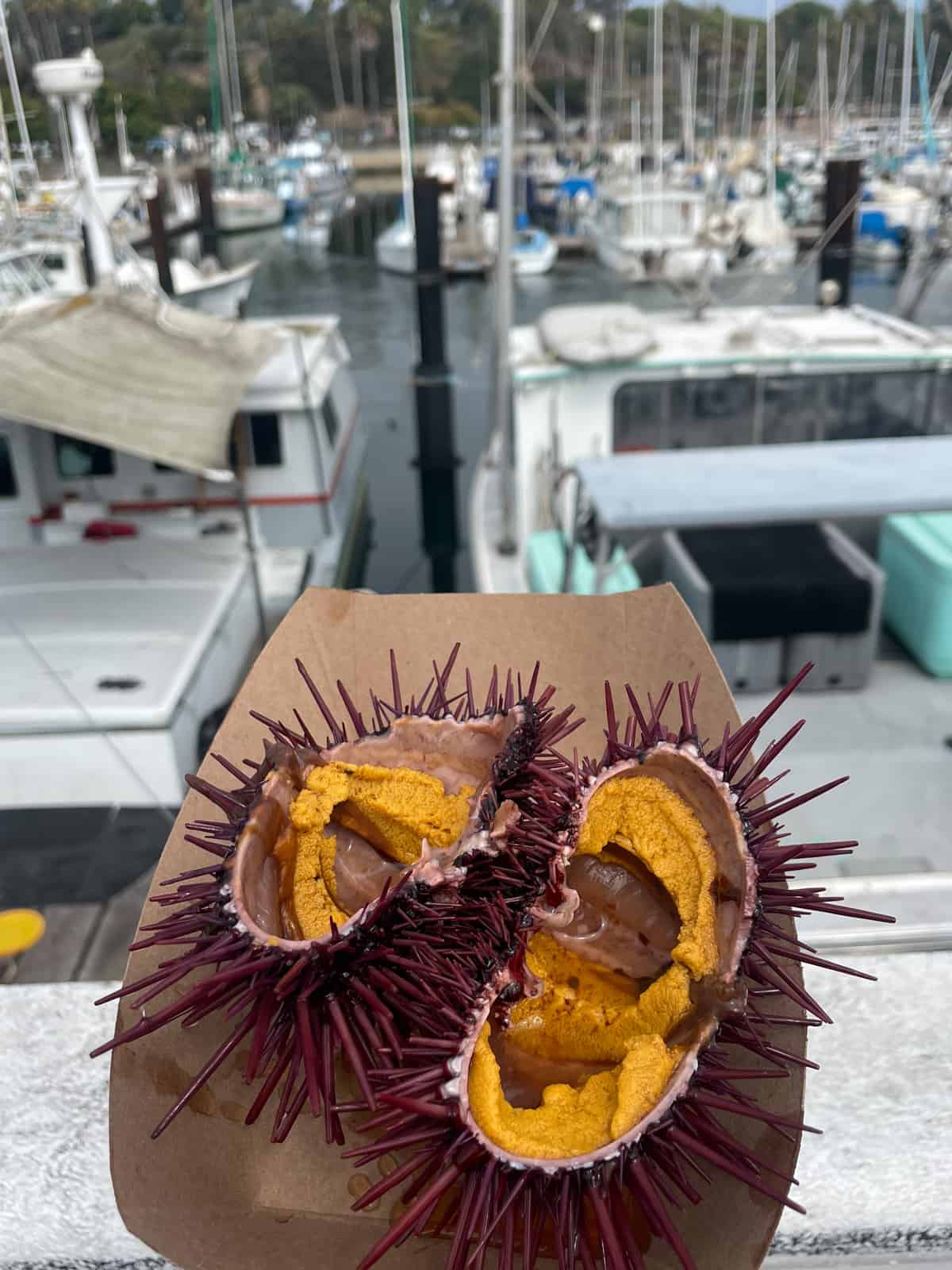 A photo of live uni sashimi cracked open in the shell on the Santa Barbara dock.